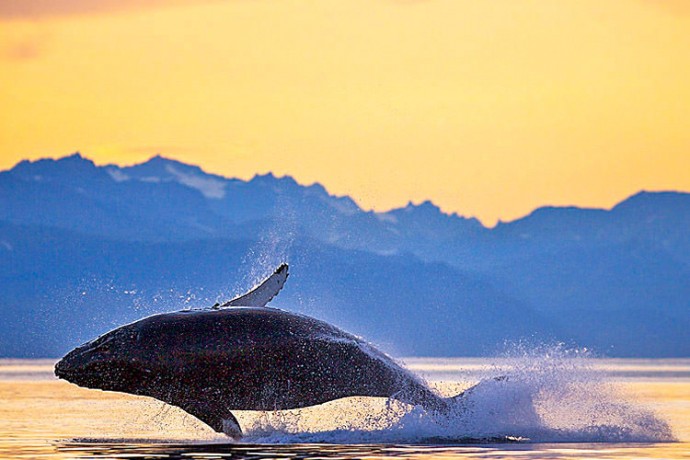 How to See Whales in Alaska | The Best Whale Watching… | ALASKA.ORG